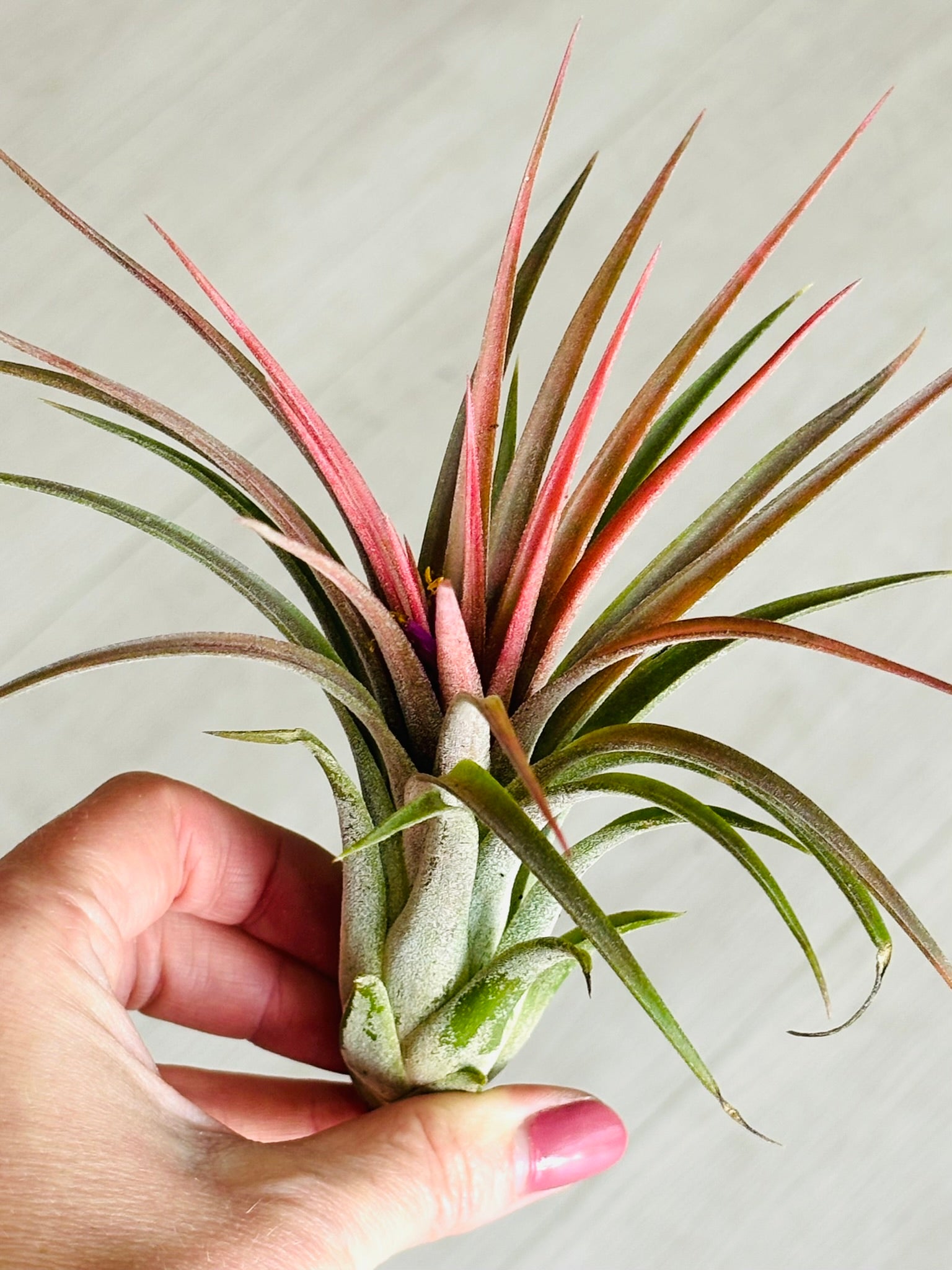 air plants albuquerque Airplants – SoCal Soul Plants & Gifts