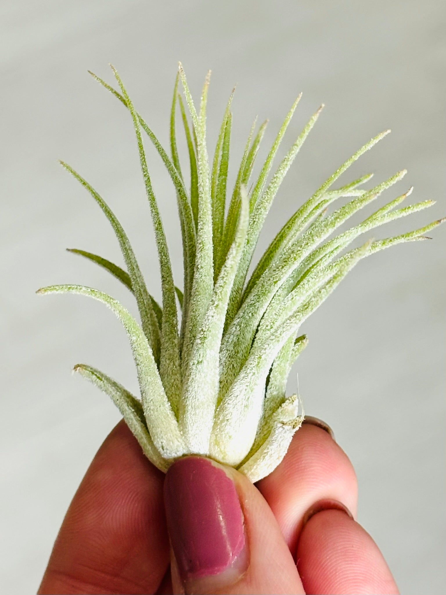 Airplants – SoCal Soul Plants & Gifts