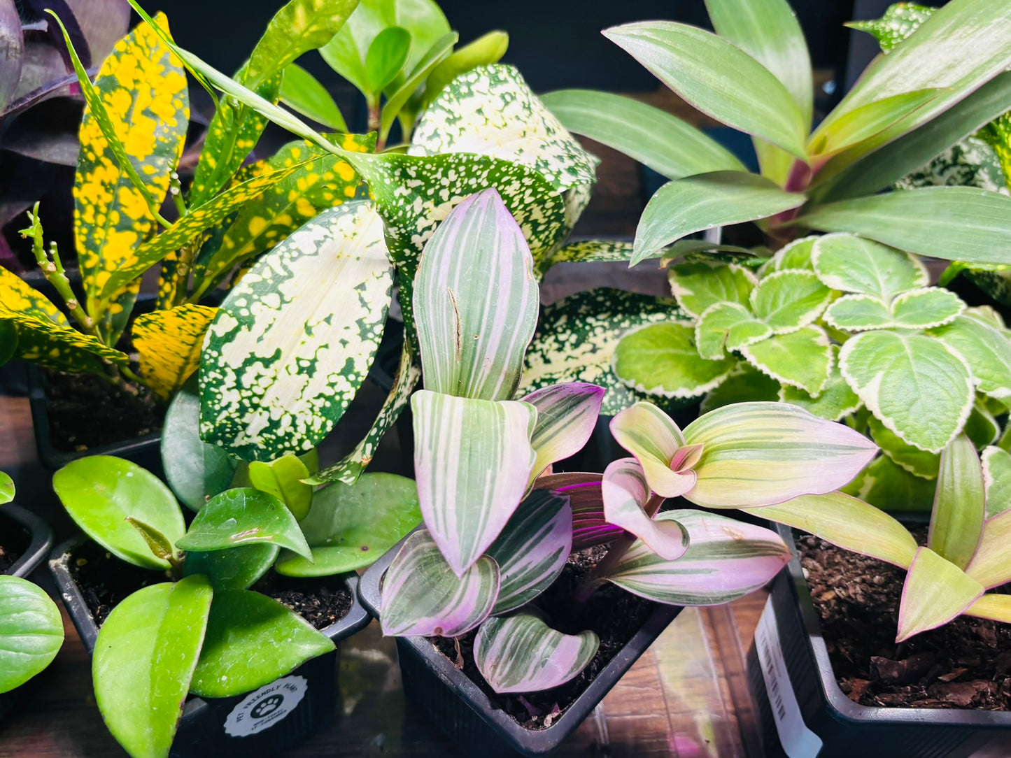 Houseplants - Assorted 3"