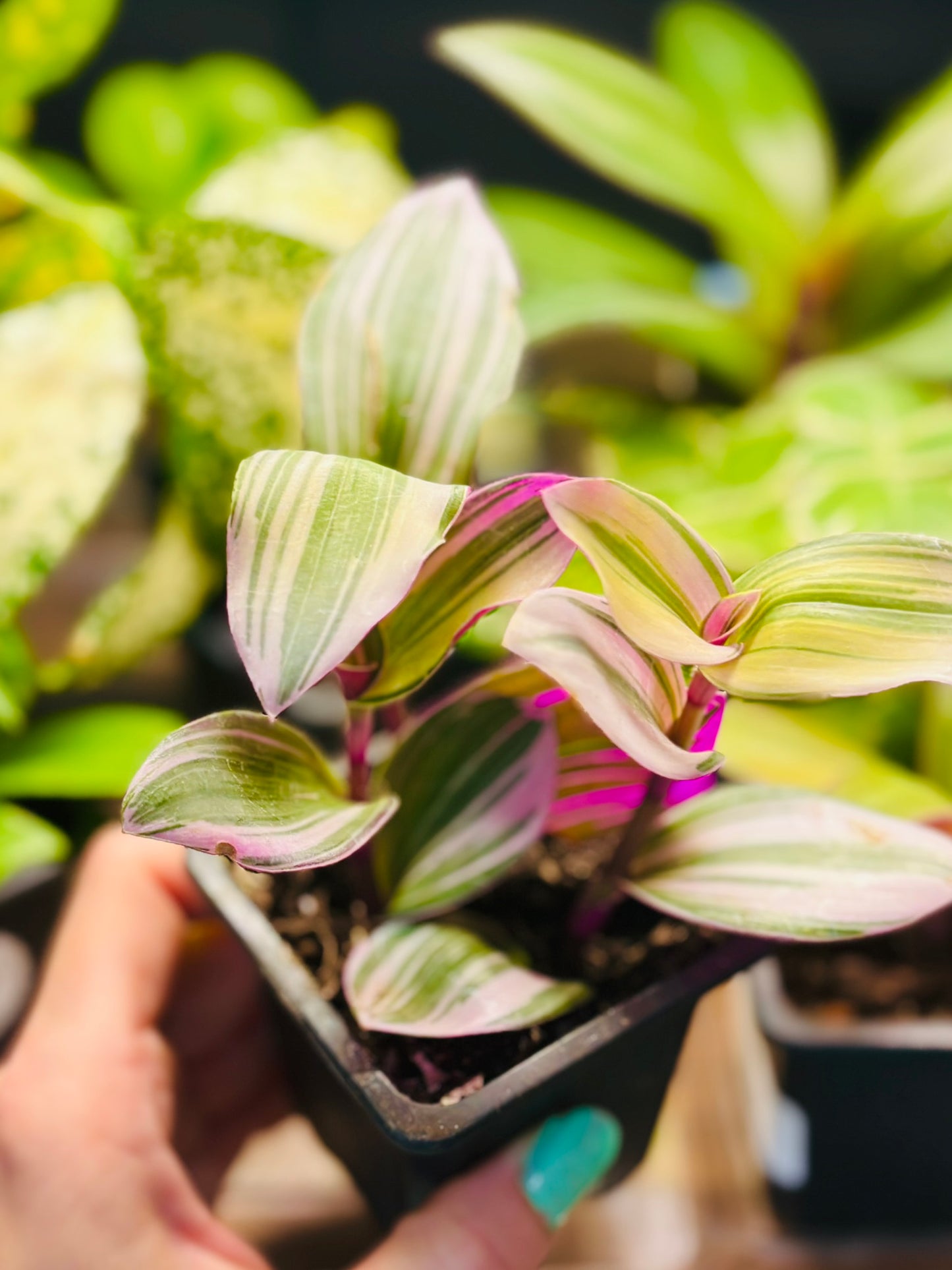 Houseplants - Assorted 3"