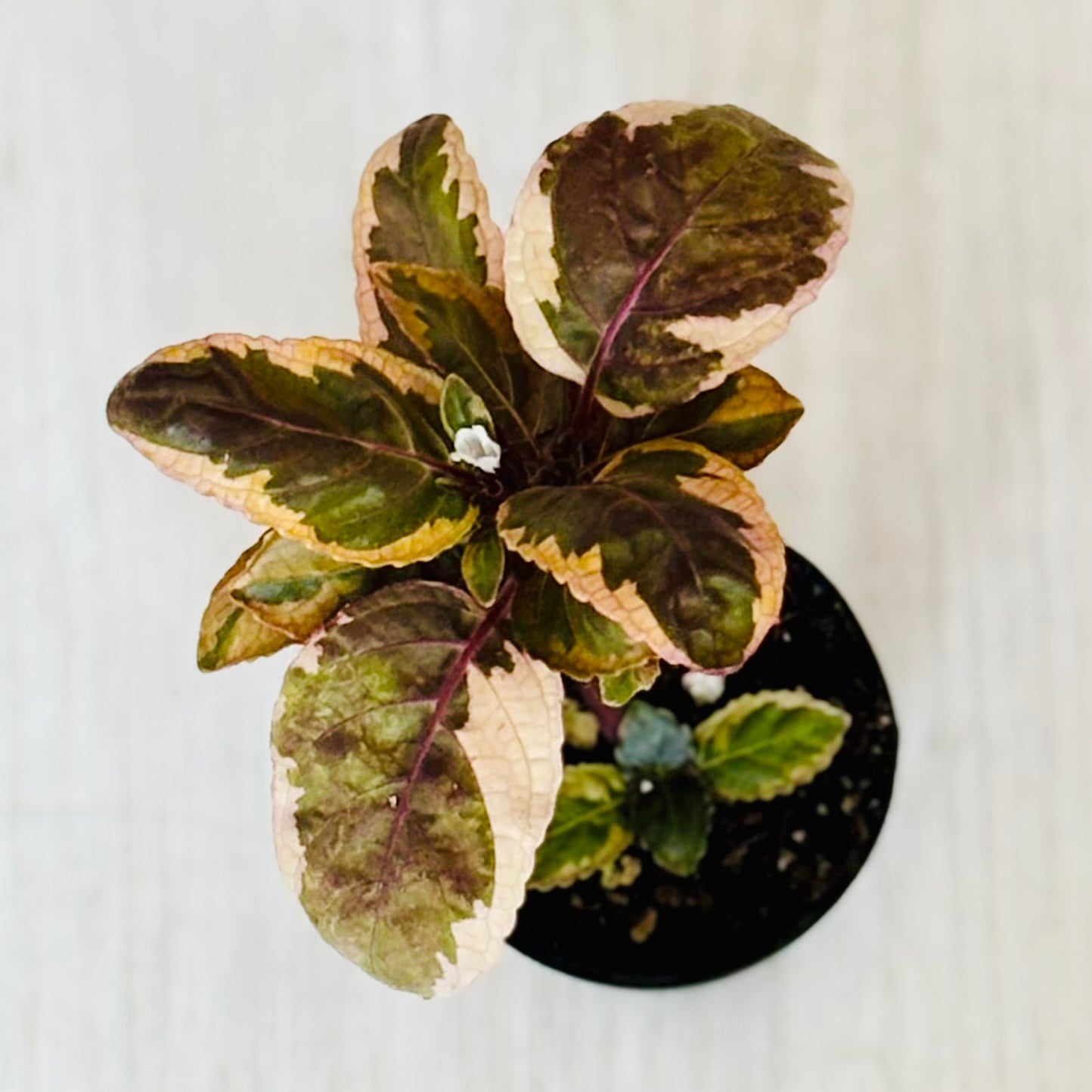 Houseplants - Assorted 2"