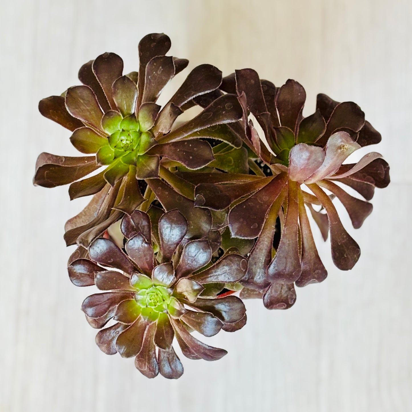 Succulents - Assorted 4"