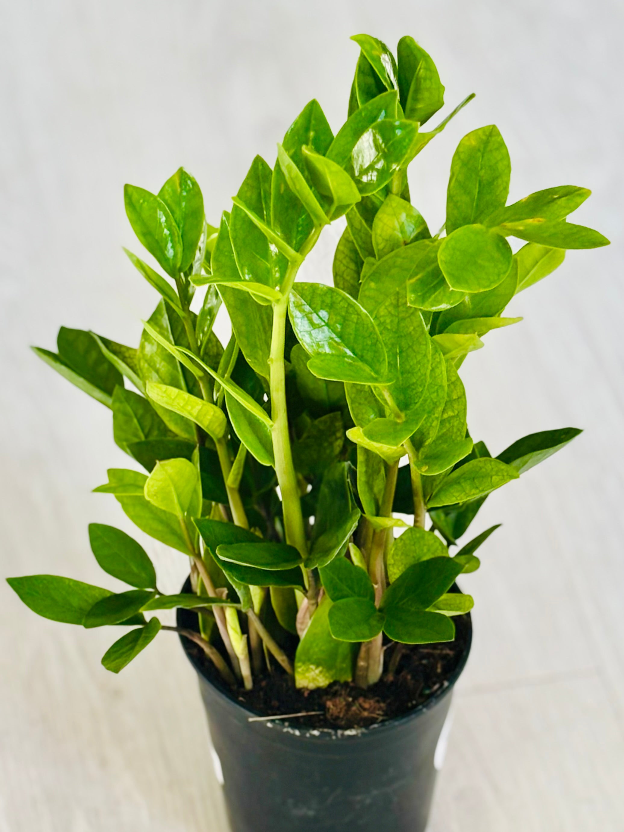 Chameleon ZZ Plant – SoCal Soul Plants & Gifts