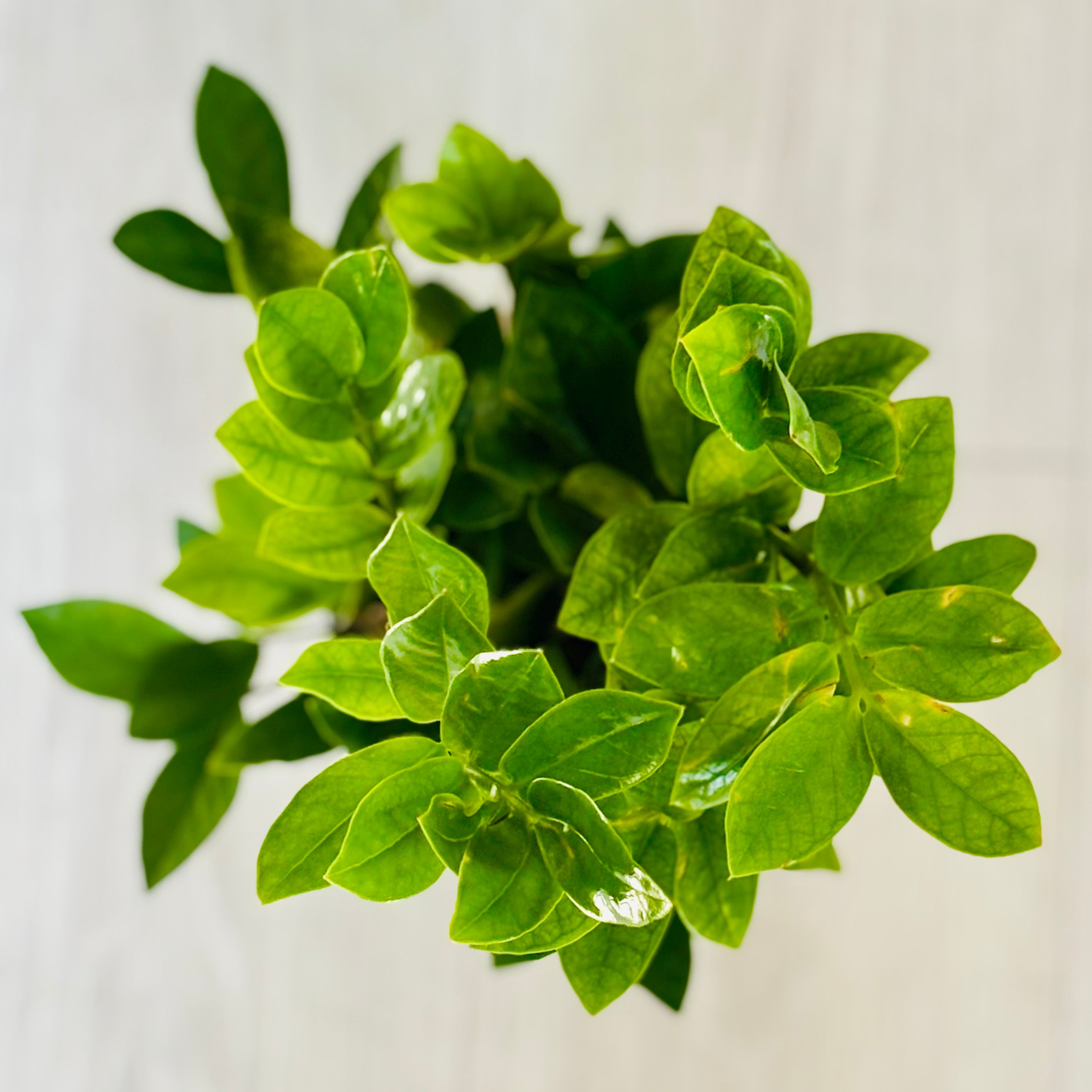 Chameleon ZZ Plant – SoCal Soul Plants & Gifts