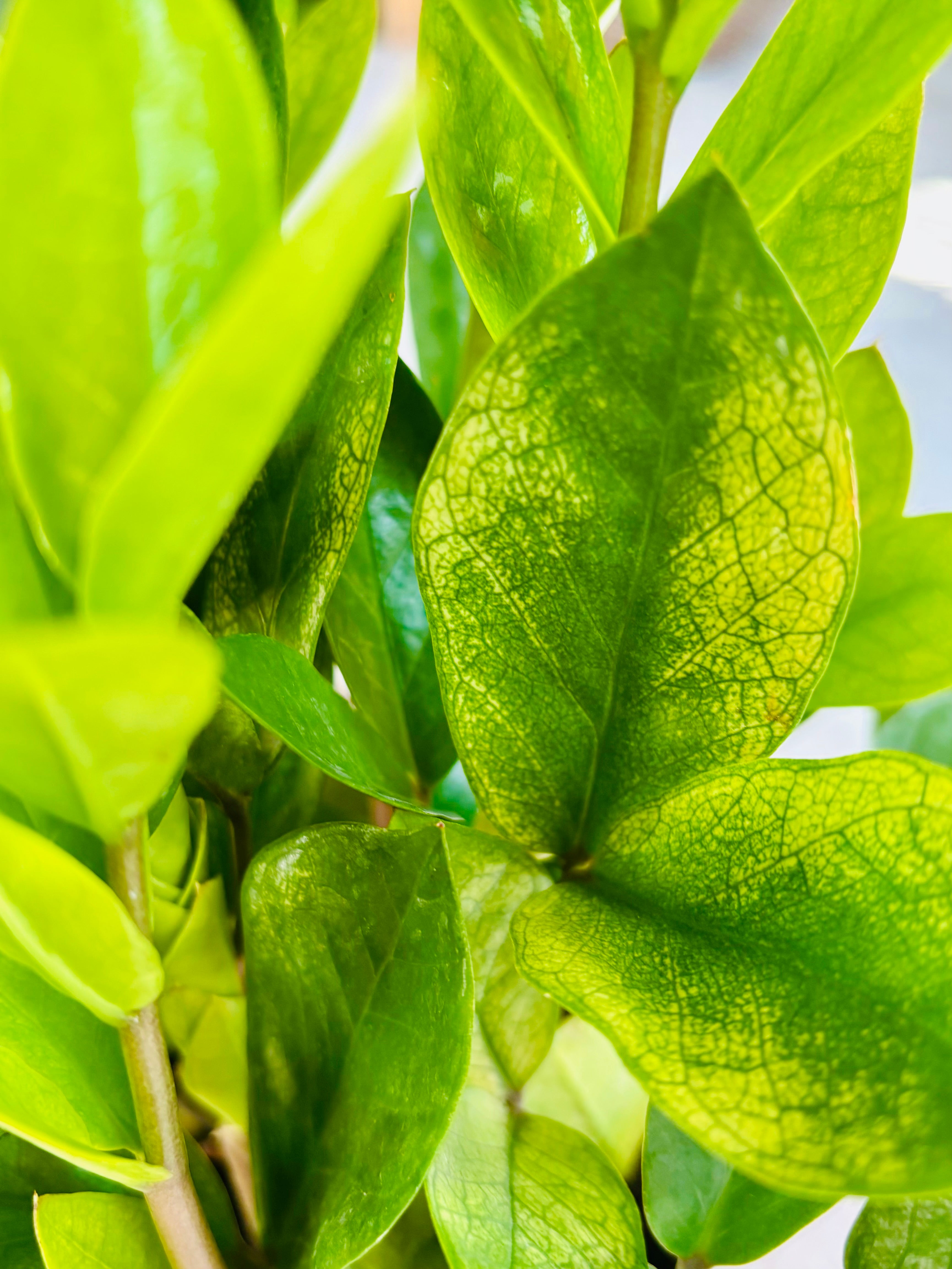 Chameleon ZZ Plant – SoCal Soul Plants & Gifts