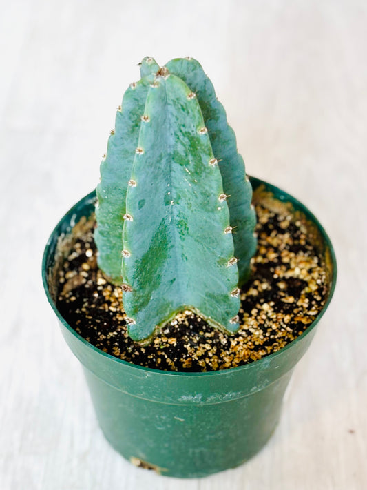 Peruvian Apple Cactus