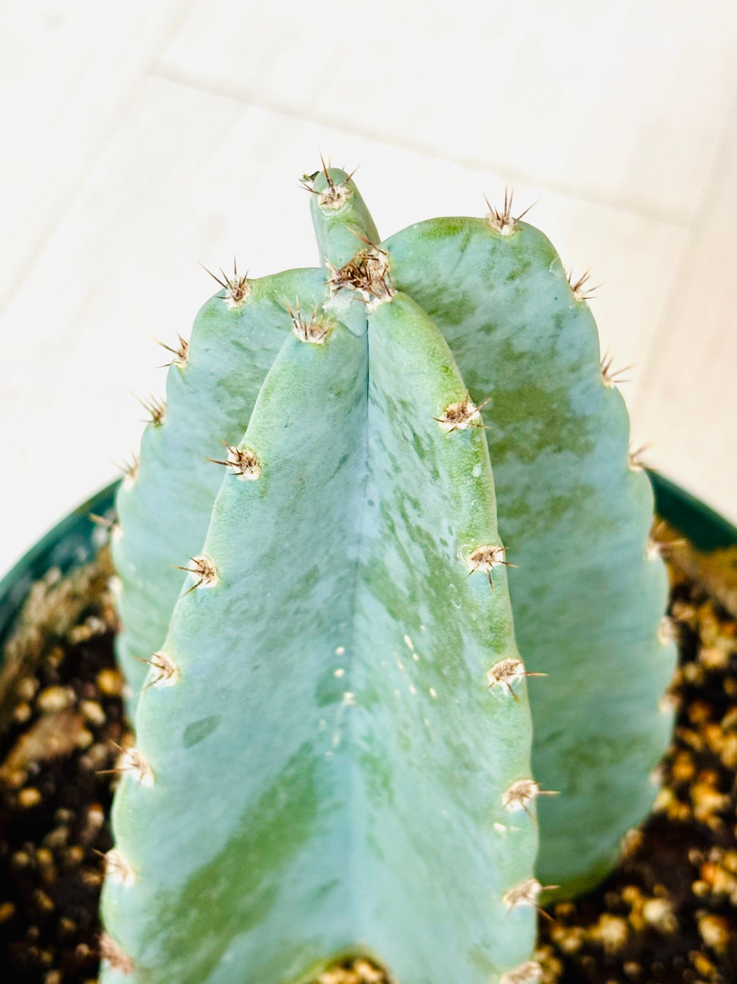 Peruvian Apple Cactus