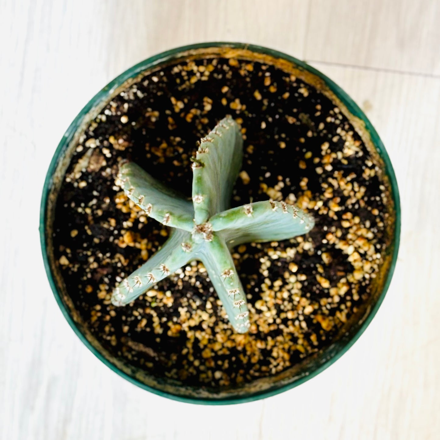 Peruvian Apple Cactus