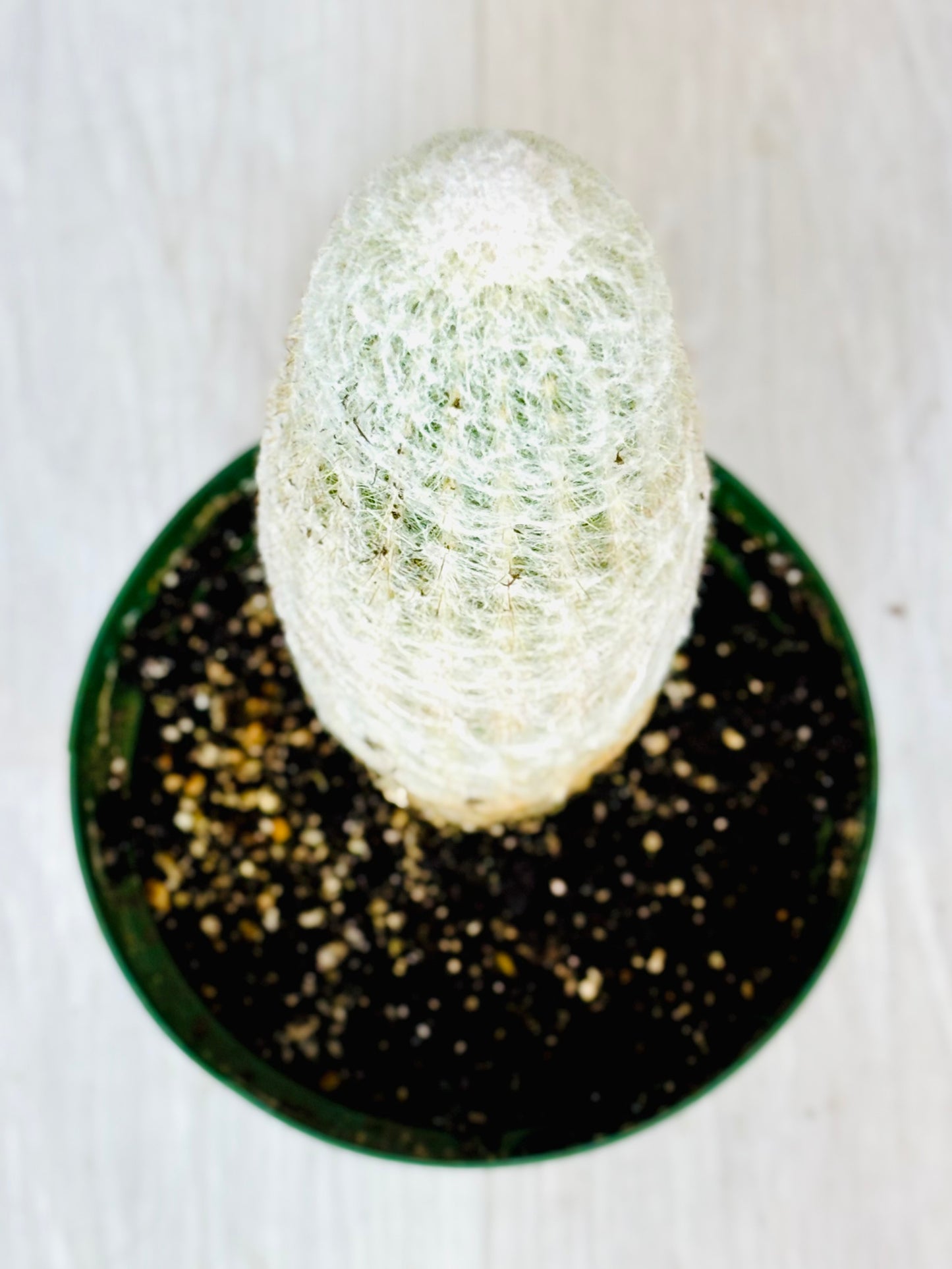 Old Man Cactus