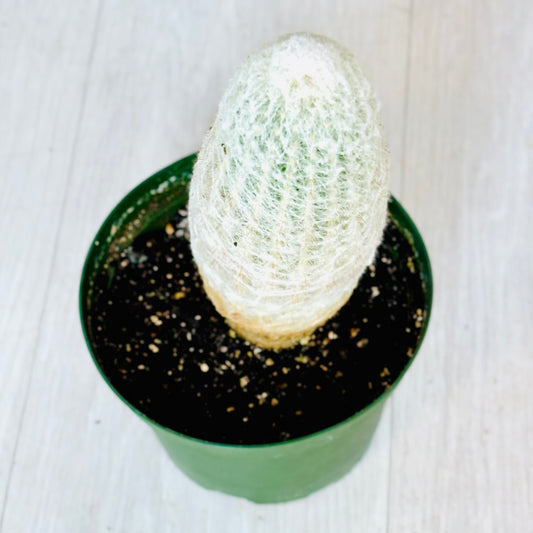 Old Man Cactus