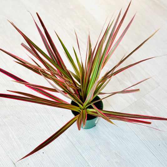 Colorama Dracaena