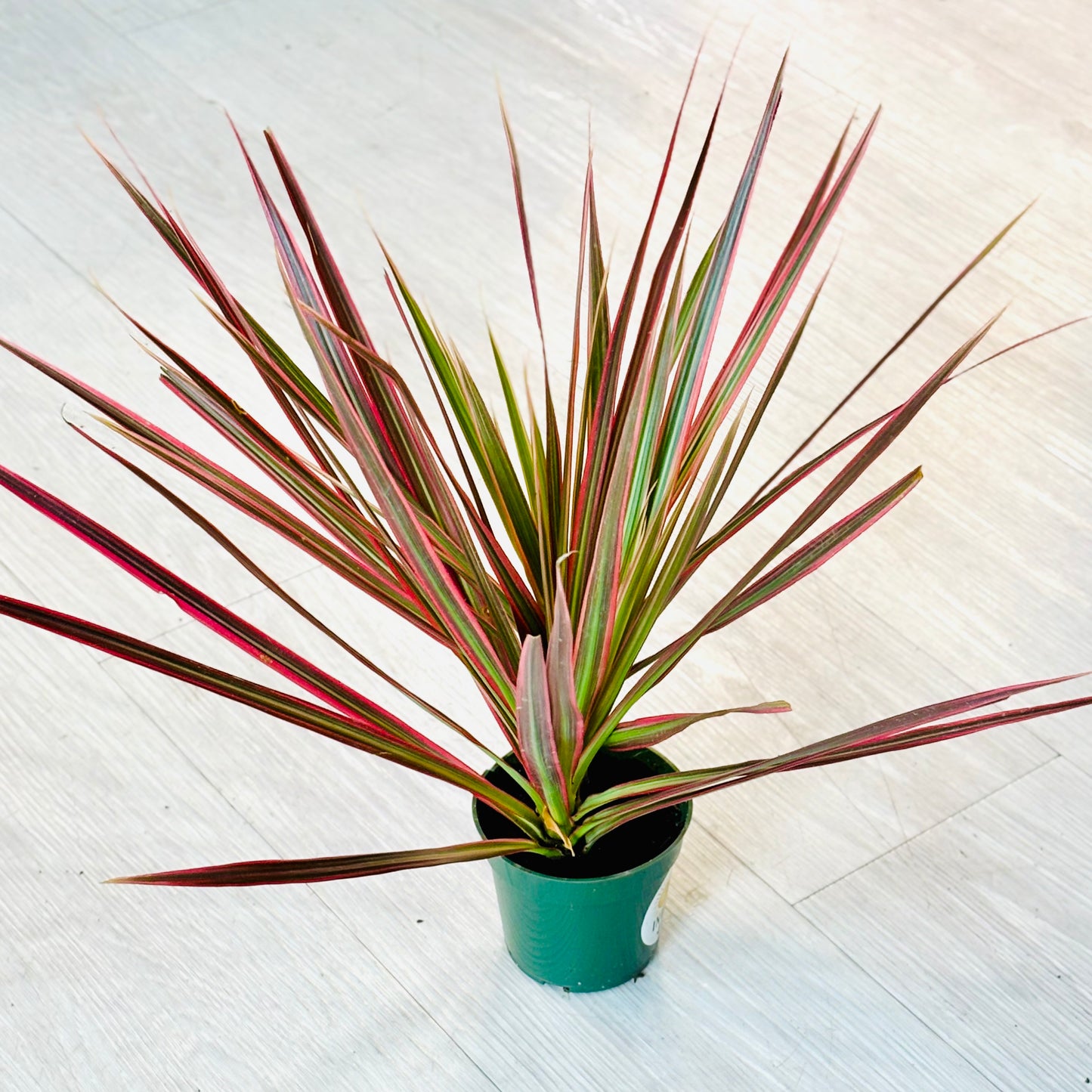 Colorama Dracaena
