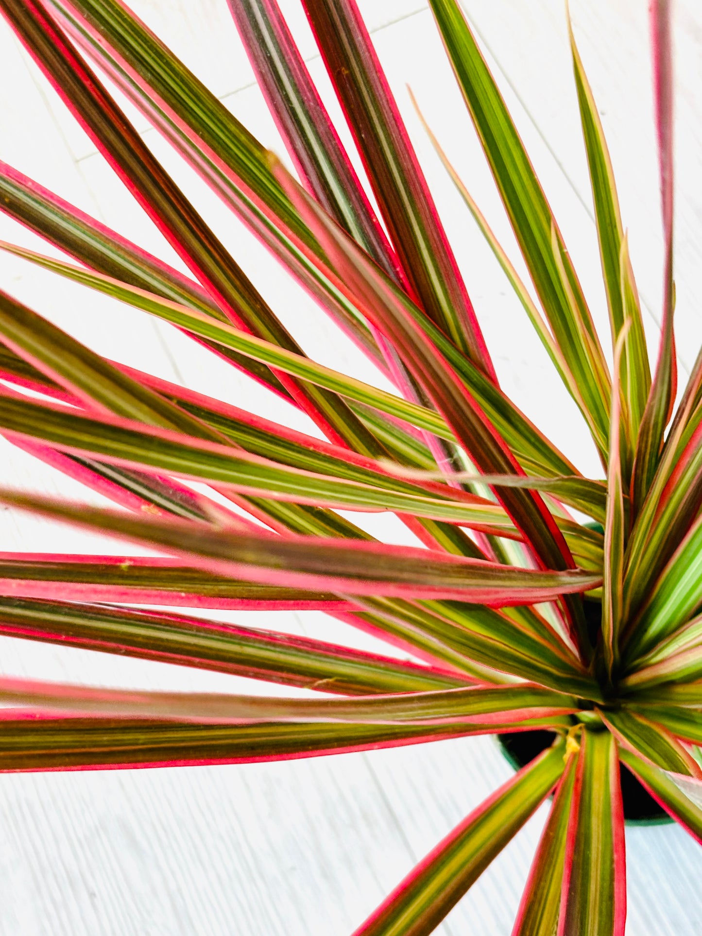 Colorama Dracaena