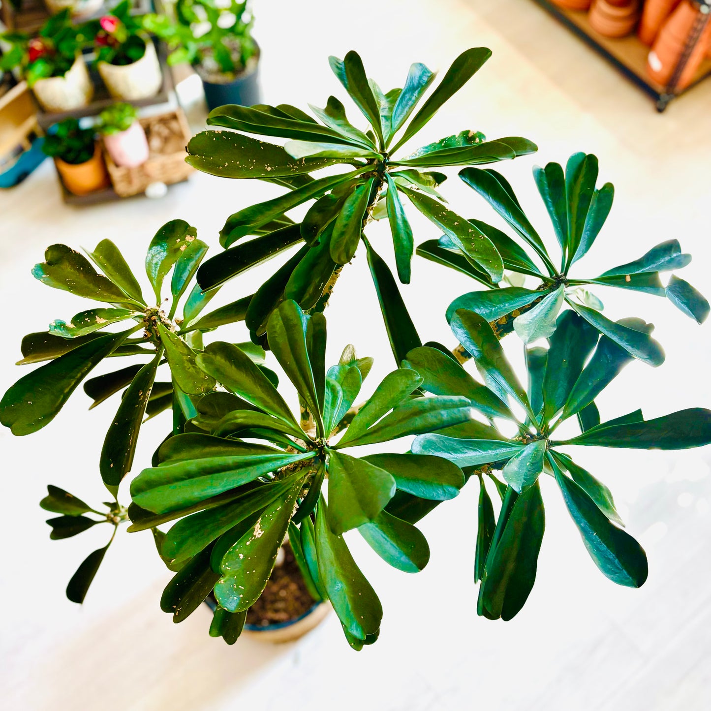 Euphorbia Drupifera