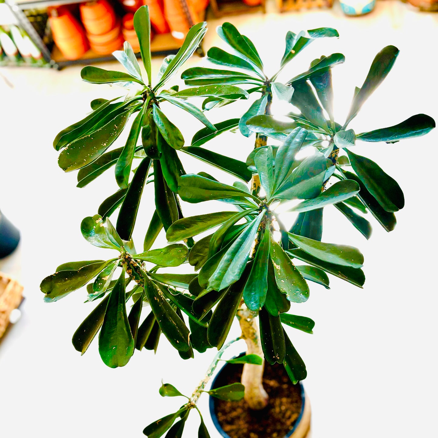 Euphorbia Drupifera