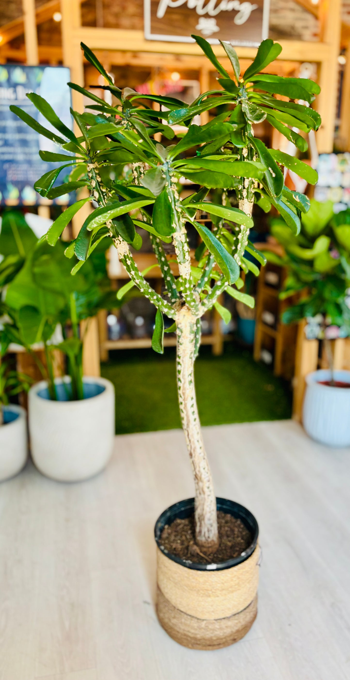 Euphorbia Drupifera