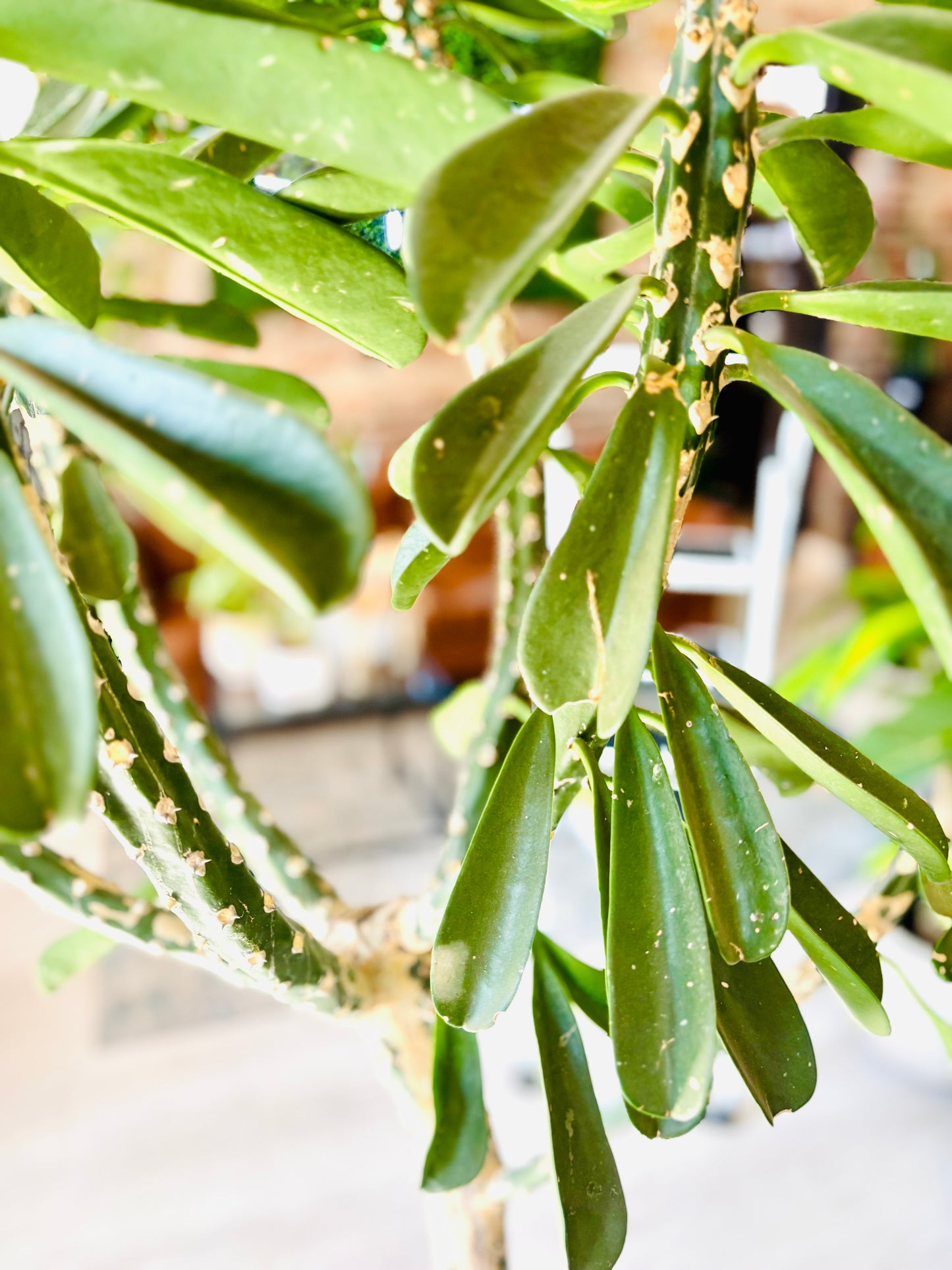 Euphorbia Drupifera