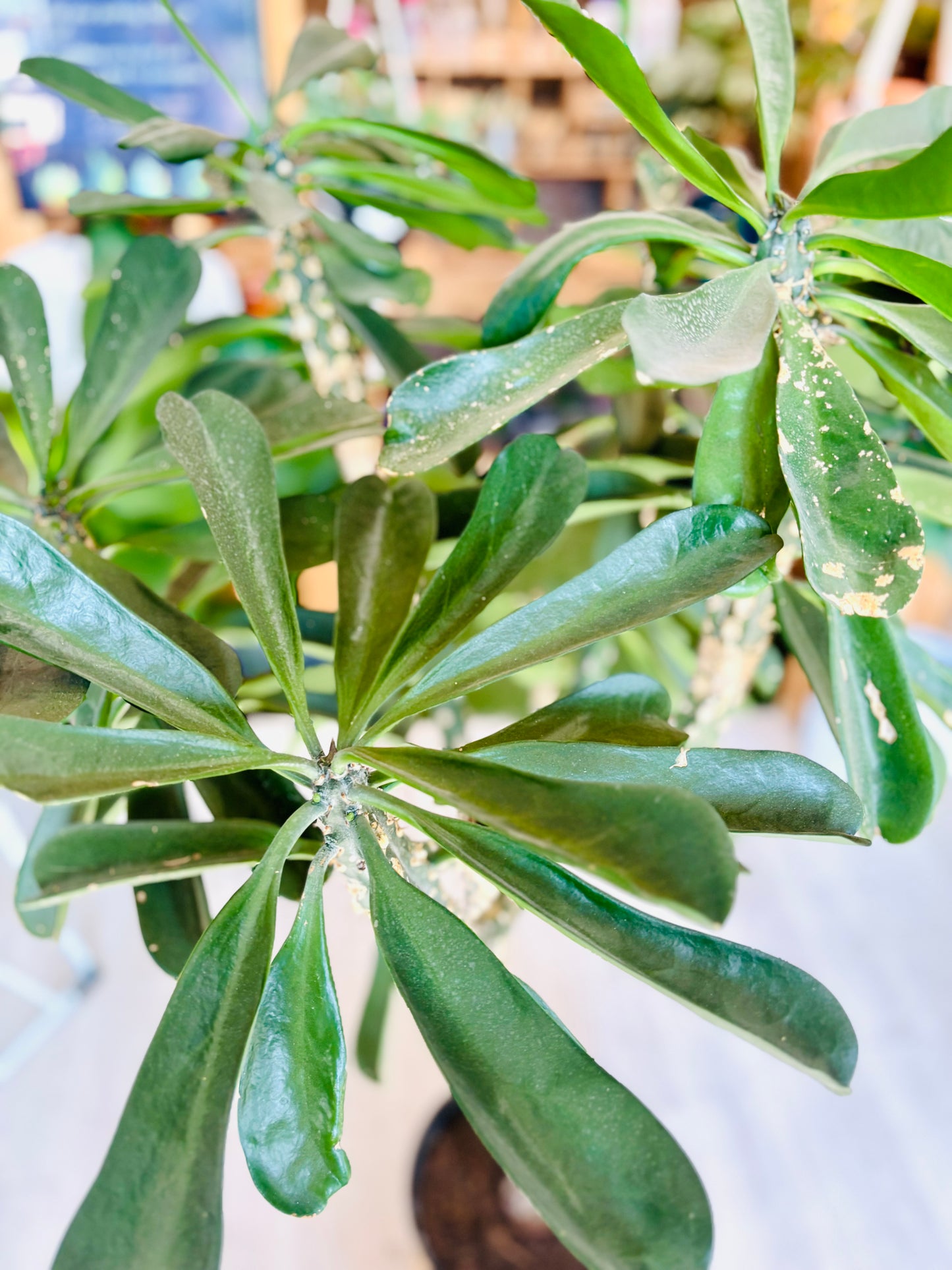 Euphorbia Drupifera