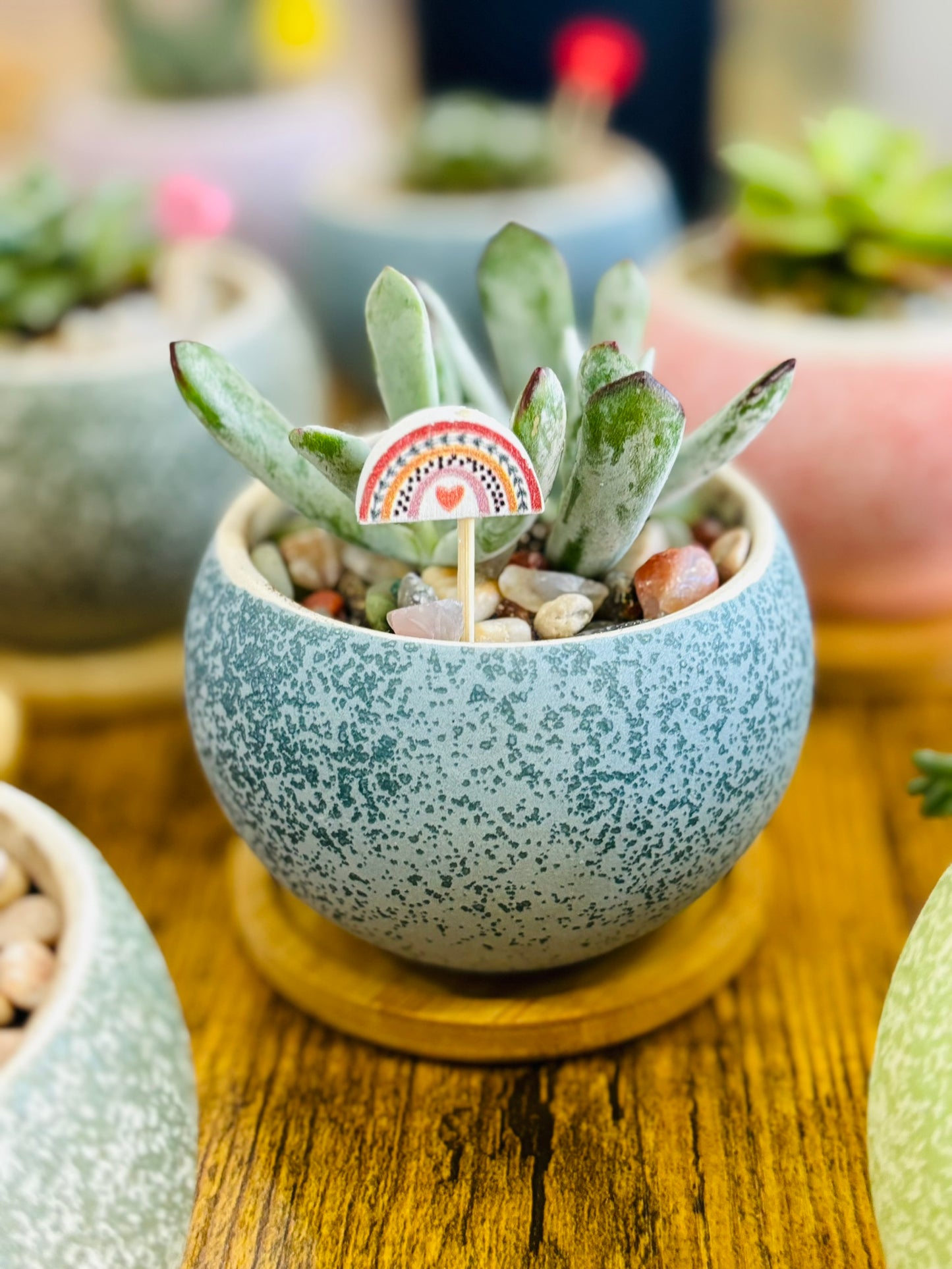 Galentine's Succulents & Sangria - TUESDAY February 10th