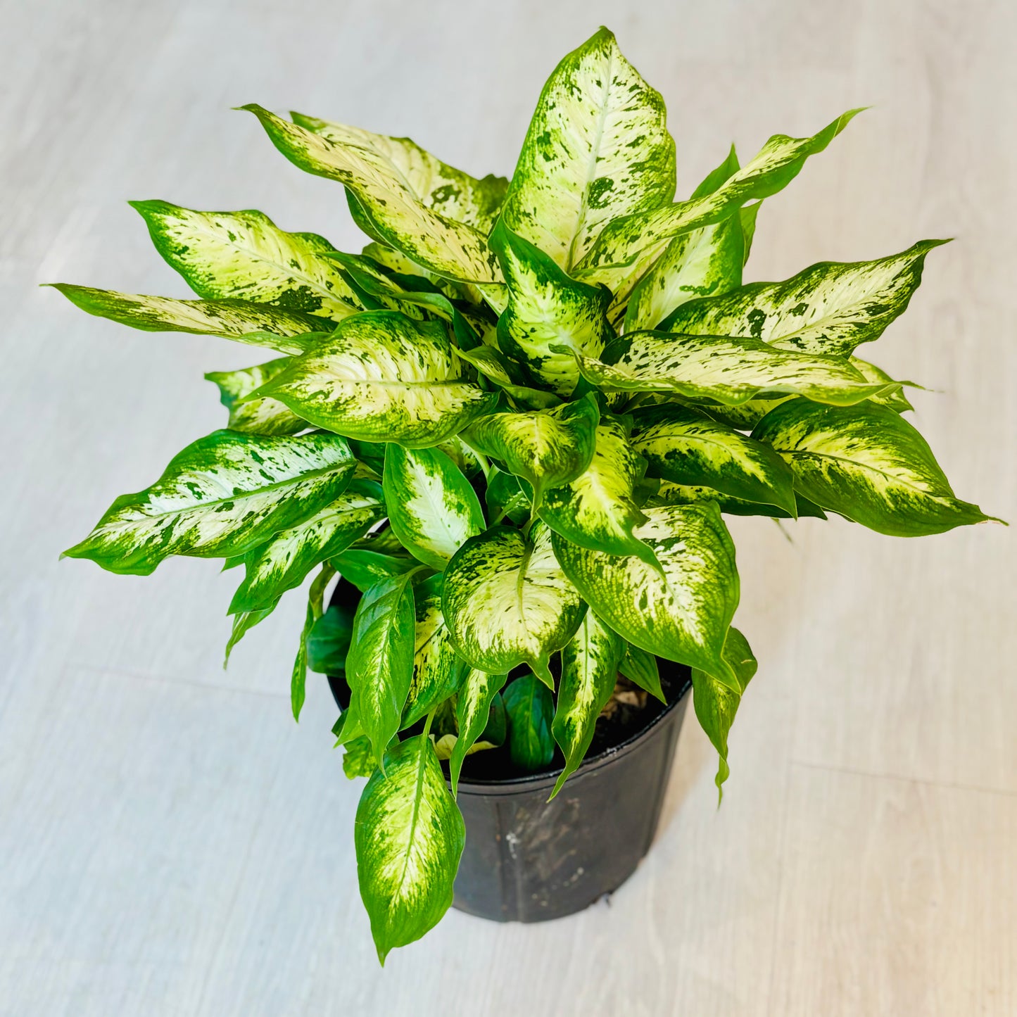 Seguine Dieffenbachia