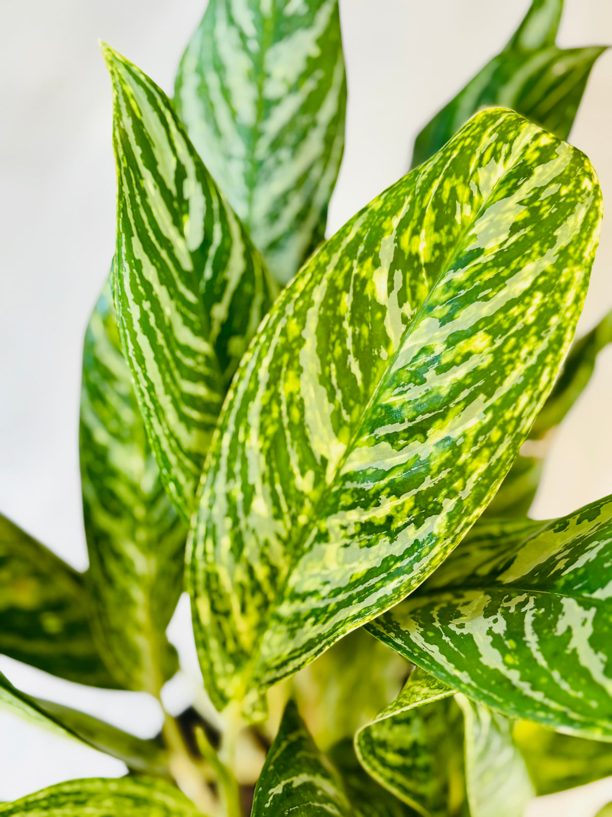 Golden Madonna Aglaonema
