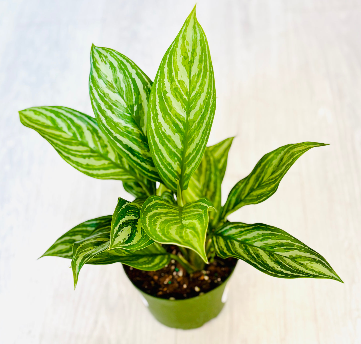 Golden Madonna Aglaonema