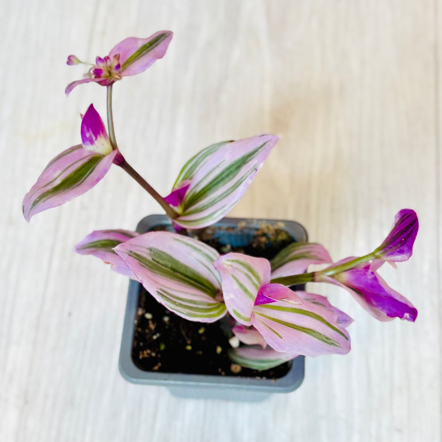 Houseplants - Assorted 3"