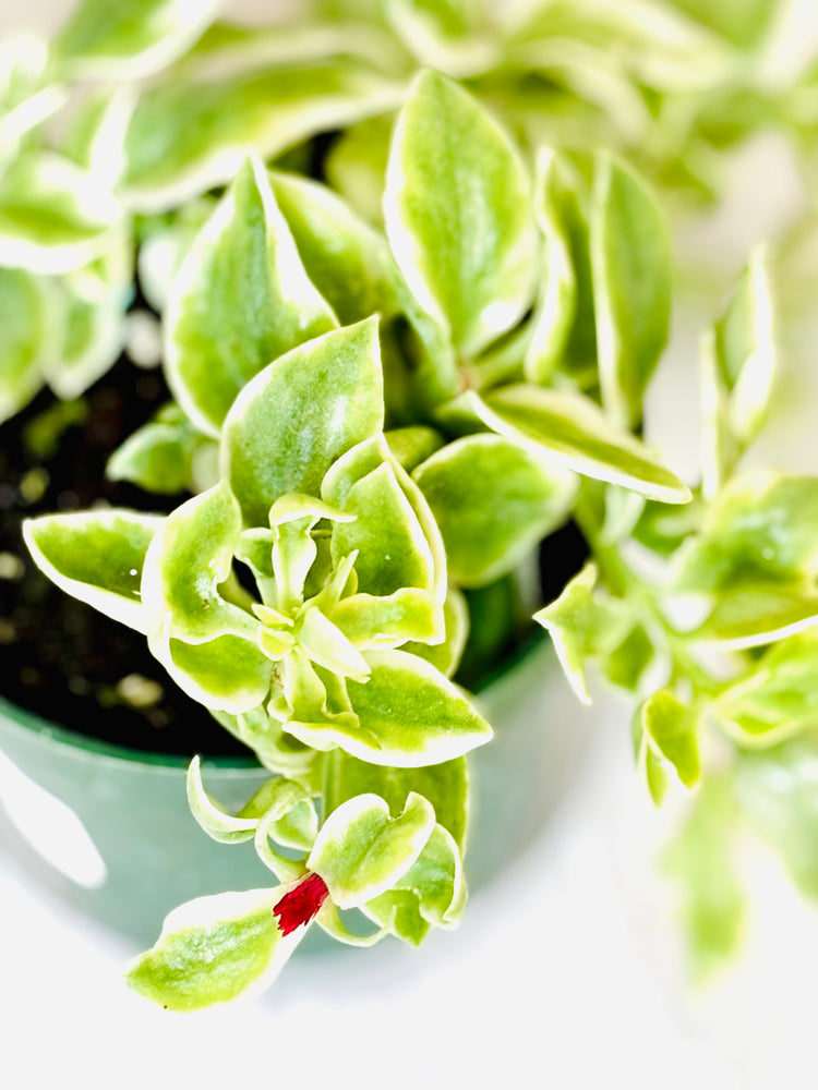 Mezoo – SoCal Soul Plants & Gifts