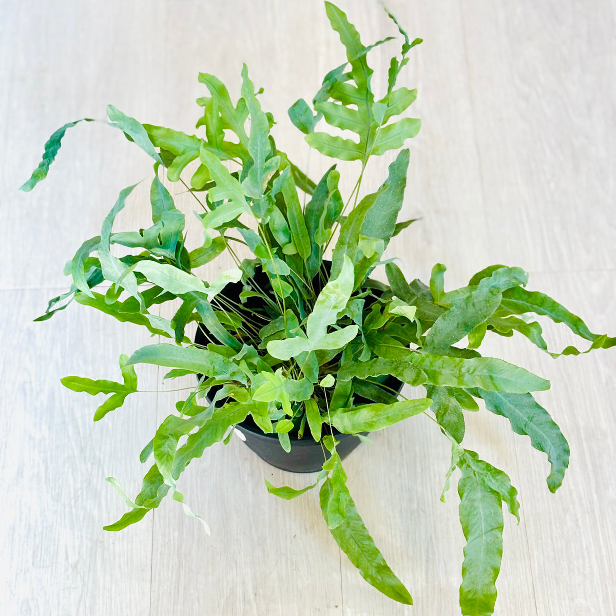 Blue Star Fern