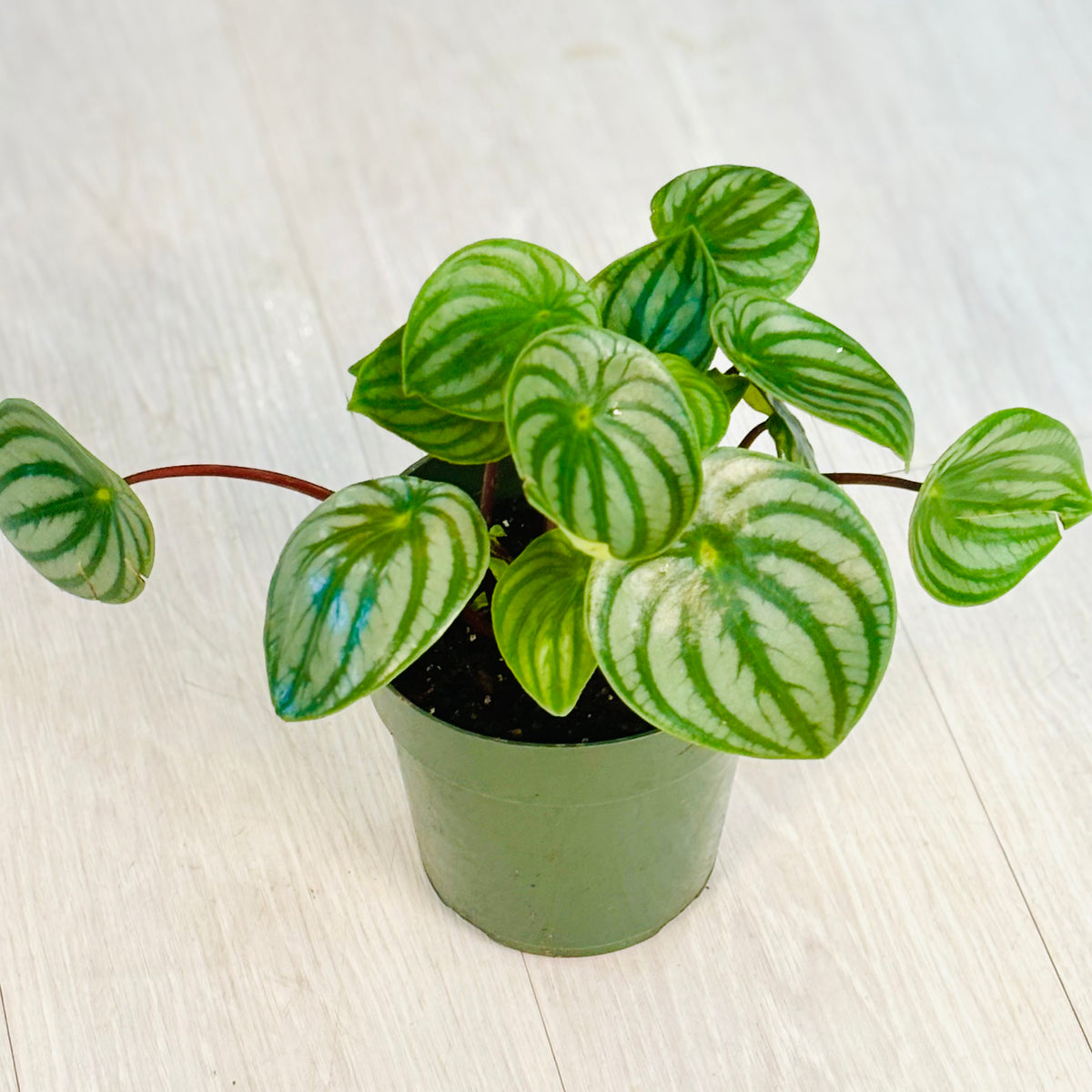 Watermelon Peperomia