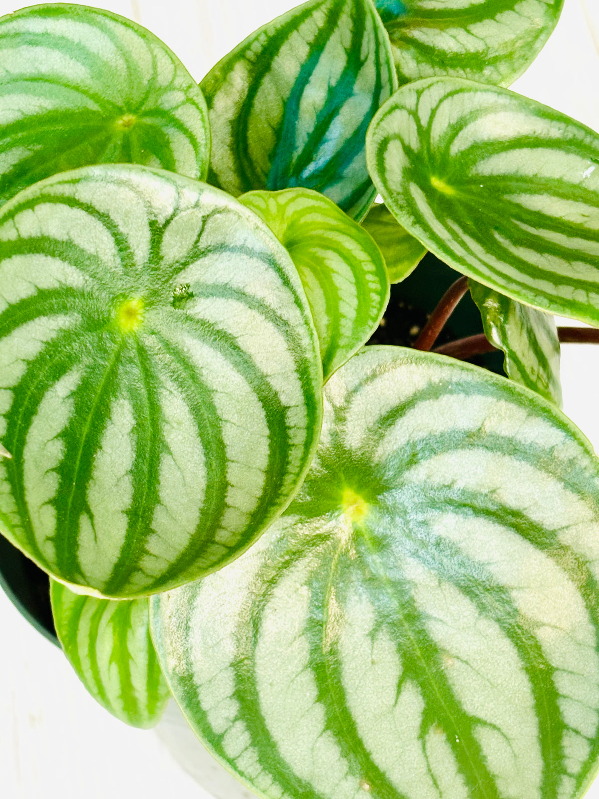 Watermelon Peperomia