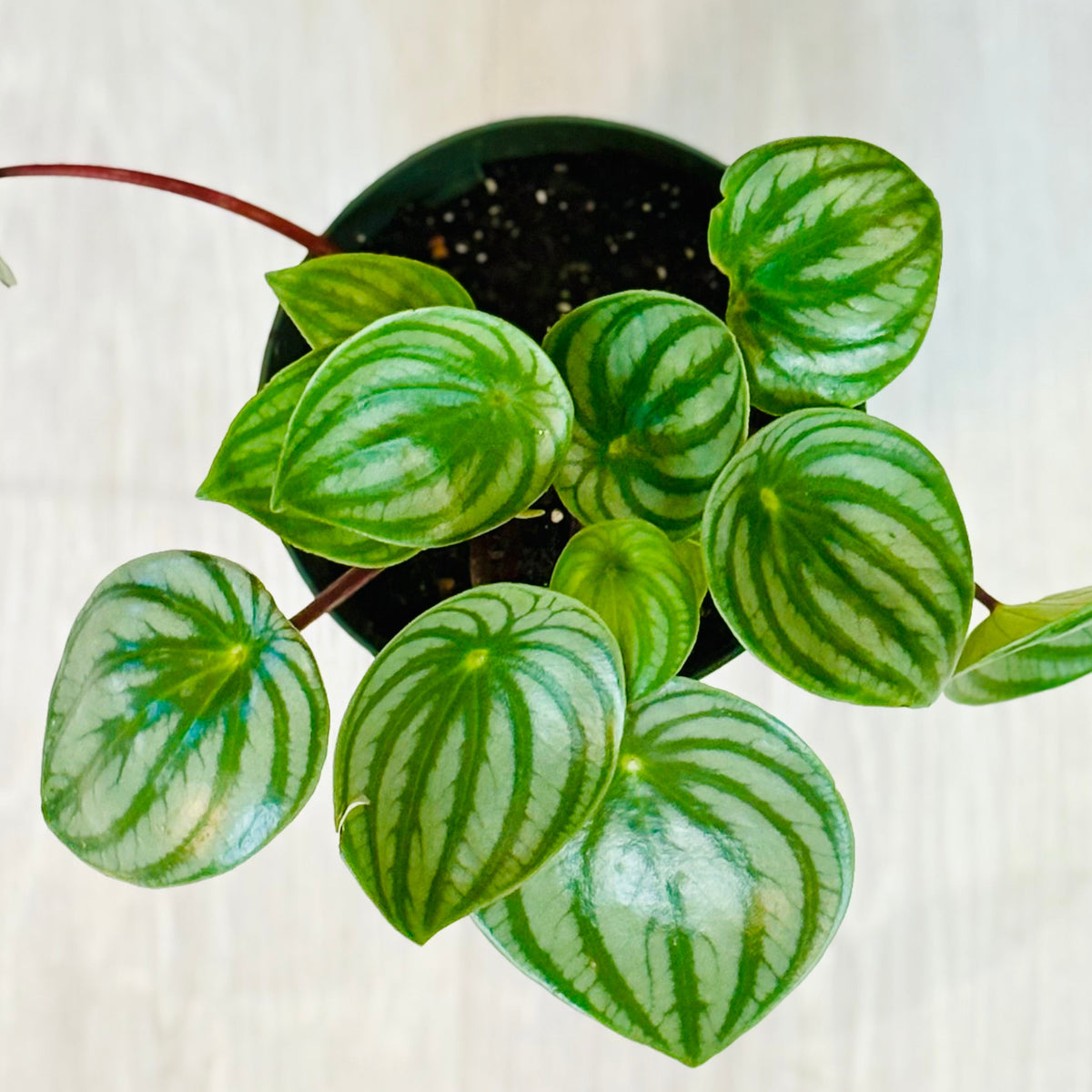 Watermelon Peperomia