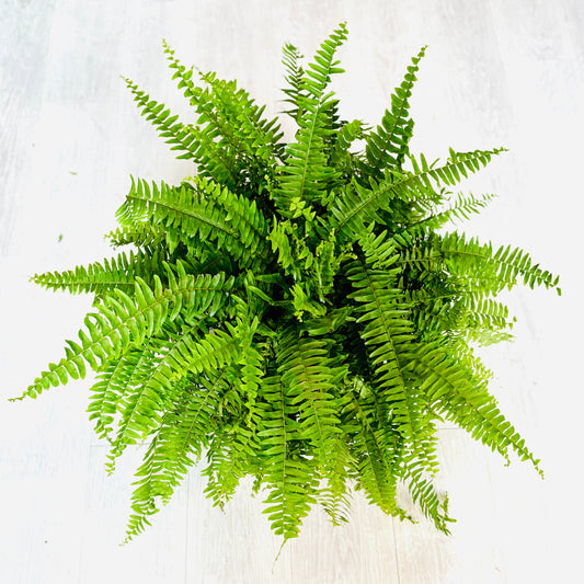 Boston Fern
