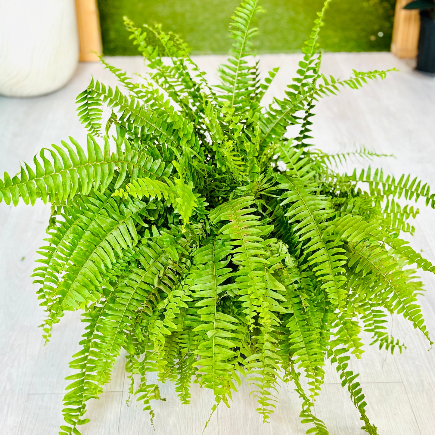 Boston Fern