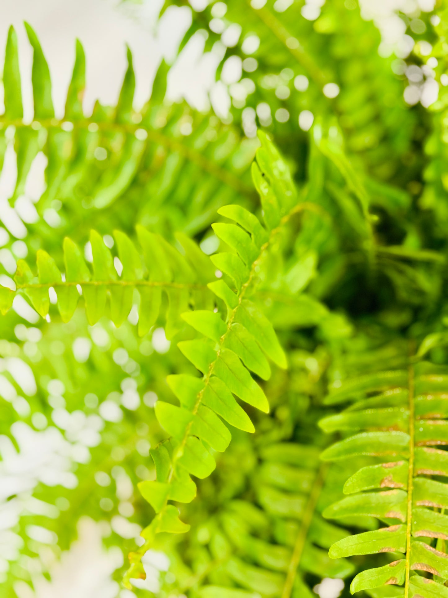 Boston Fern