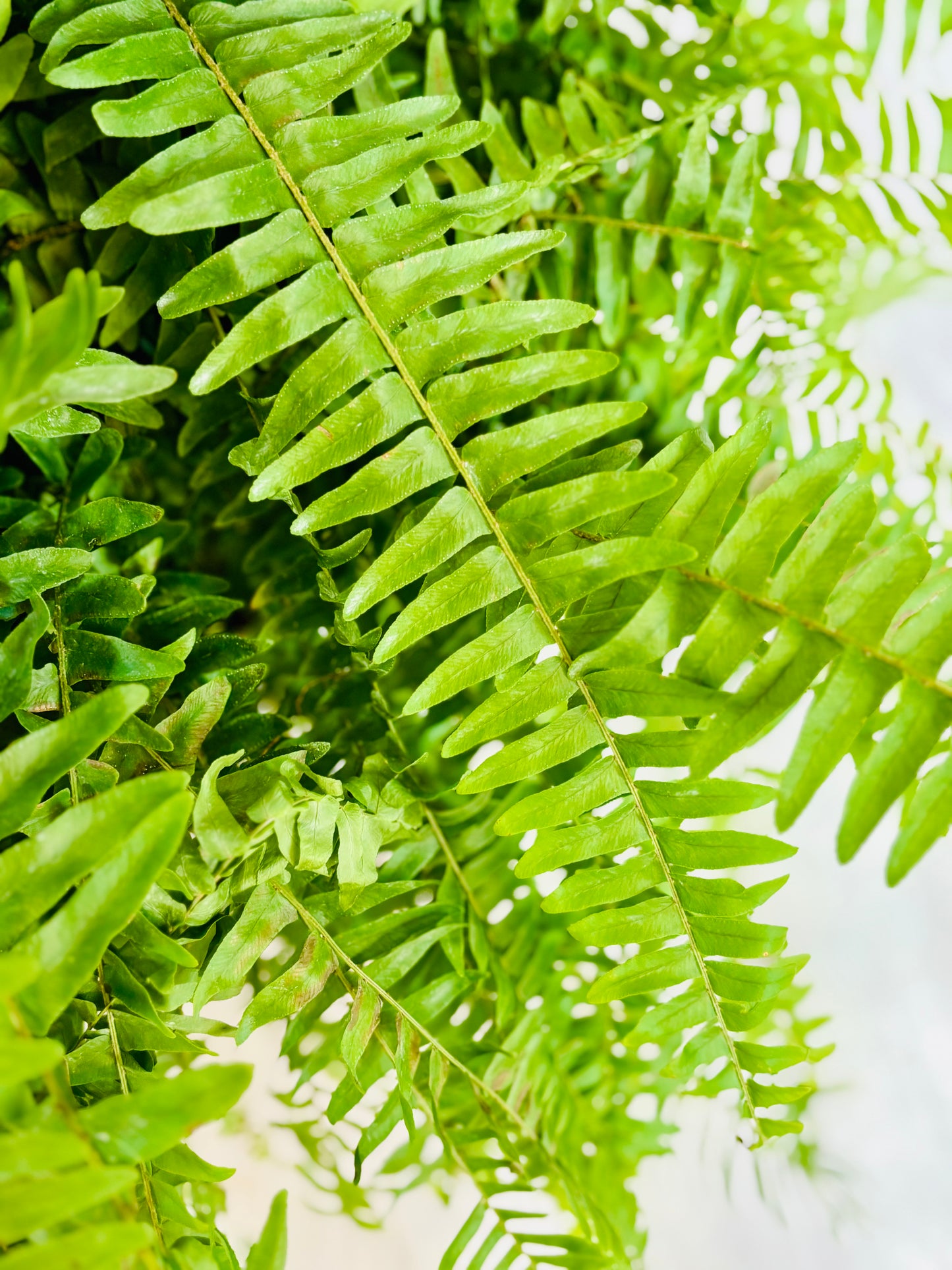 Boston Fern