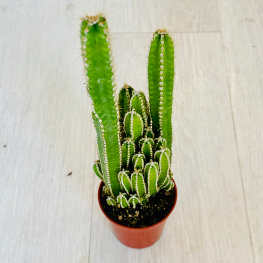 Cactus - Assorted 3"