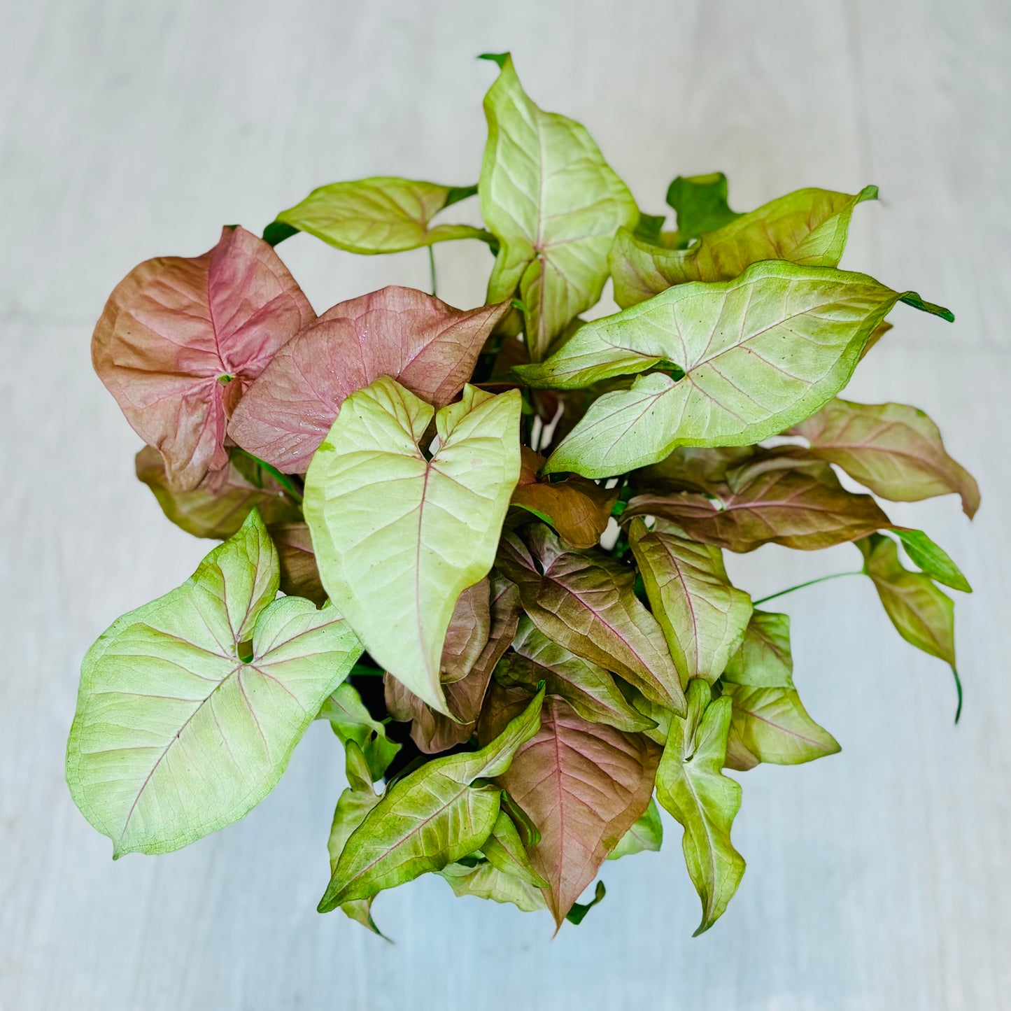 Neon Robusta Pink Syngonium