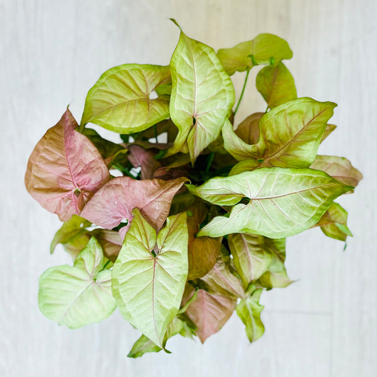 Neon Robusta Pink Syngonium