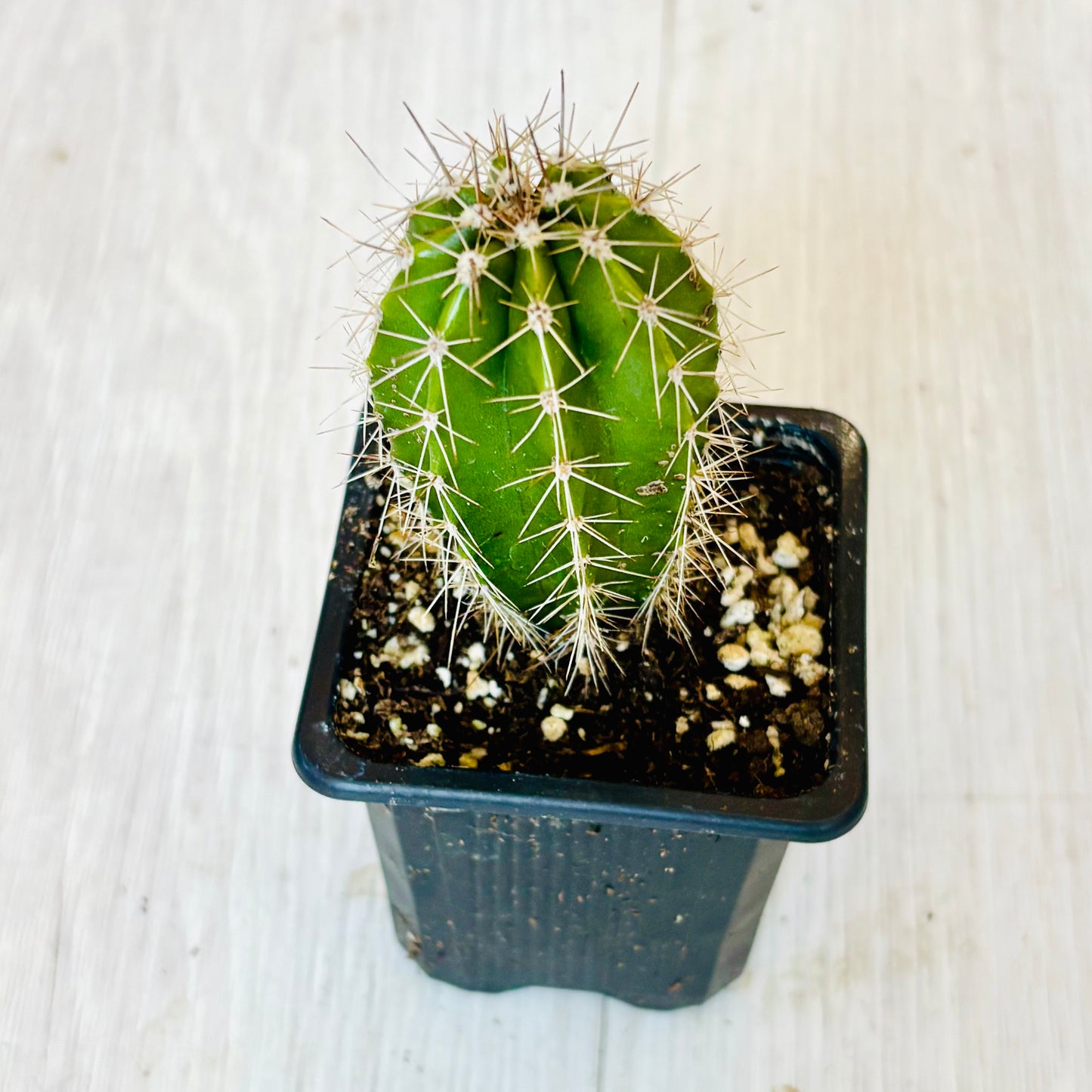 Cactus - Assorted 3"