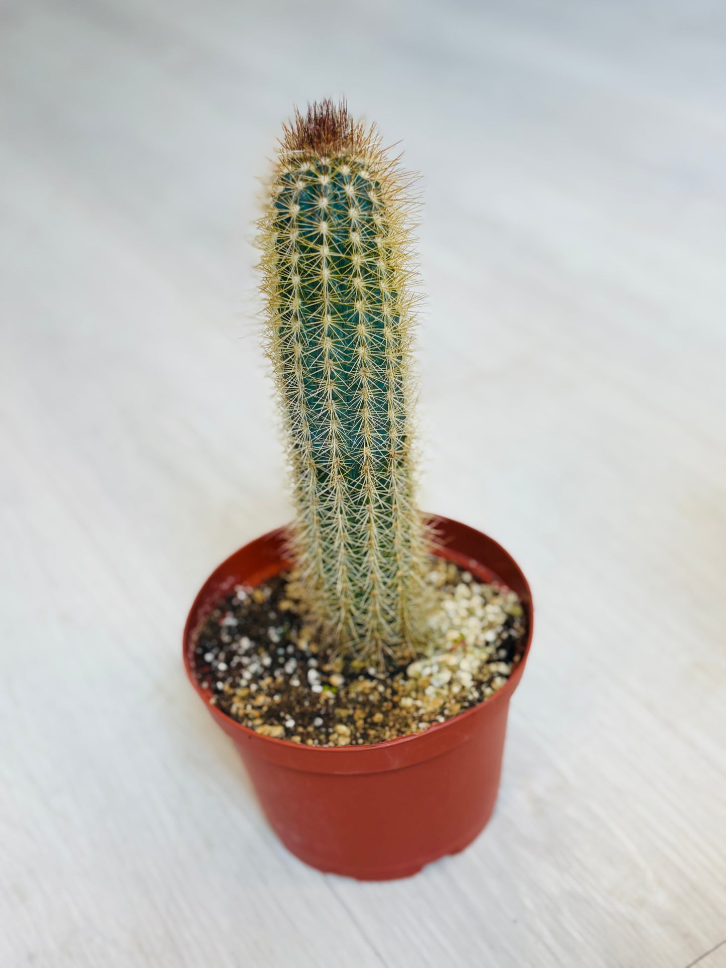 Pilosocereus Piauhyensis Cactus