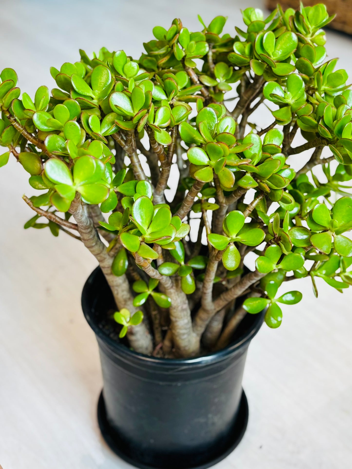 Jade Plant
