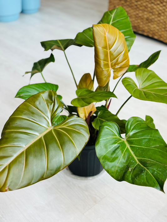 Summer Glory Philodendron