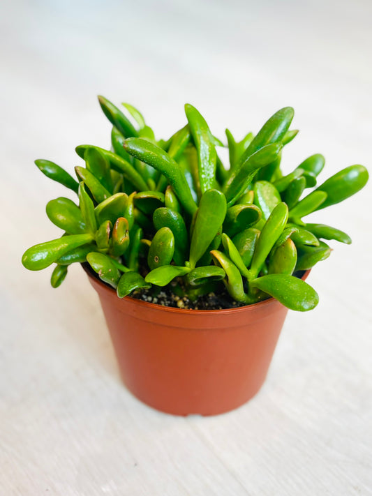 Ogre Ear Jade