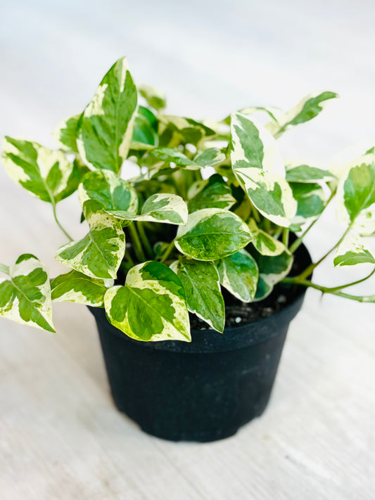 Pearls and Jade Pothos
