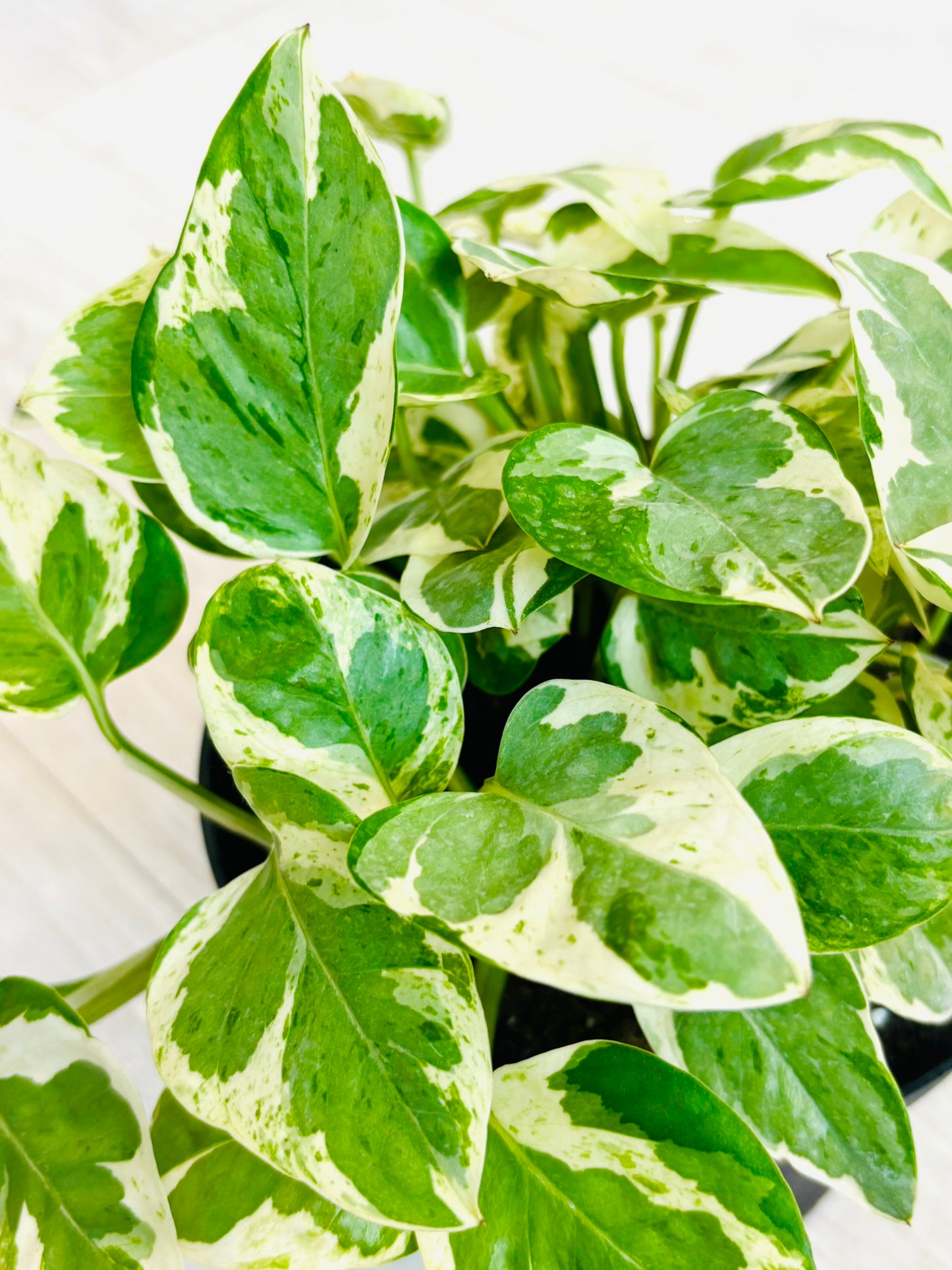 Pearls and Jade Pothos