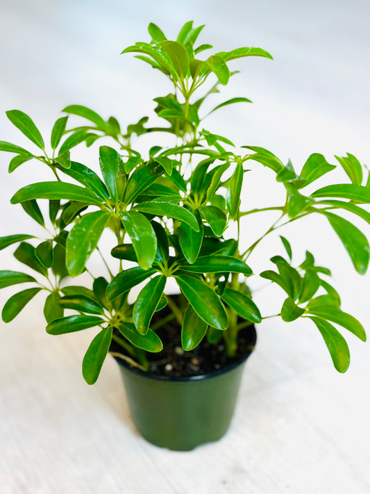 Schefflera Arboricola
