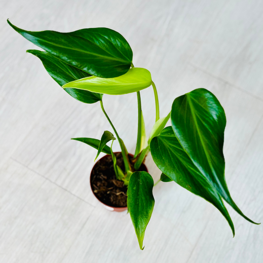Burle Marx Flame Monstera