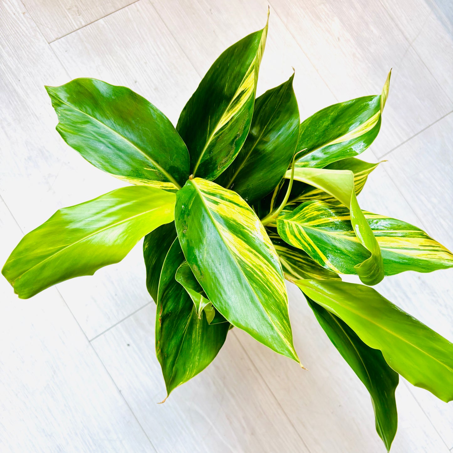 Variegated Ginger