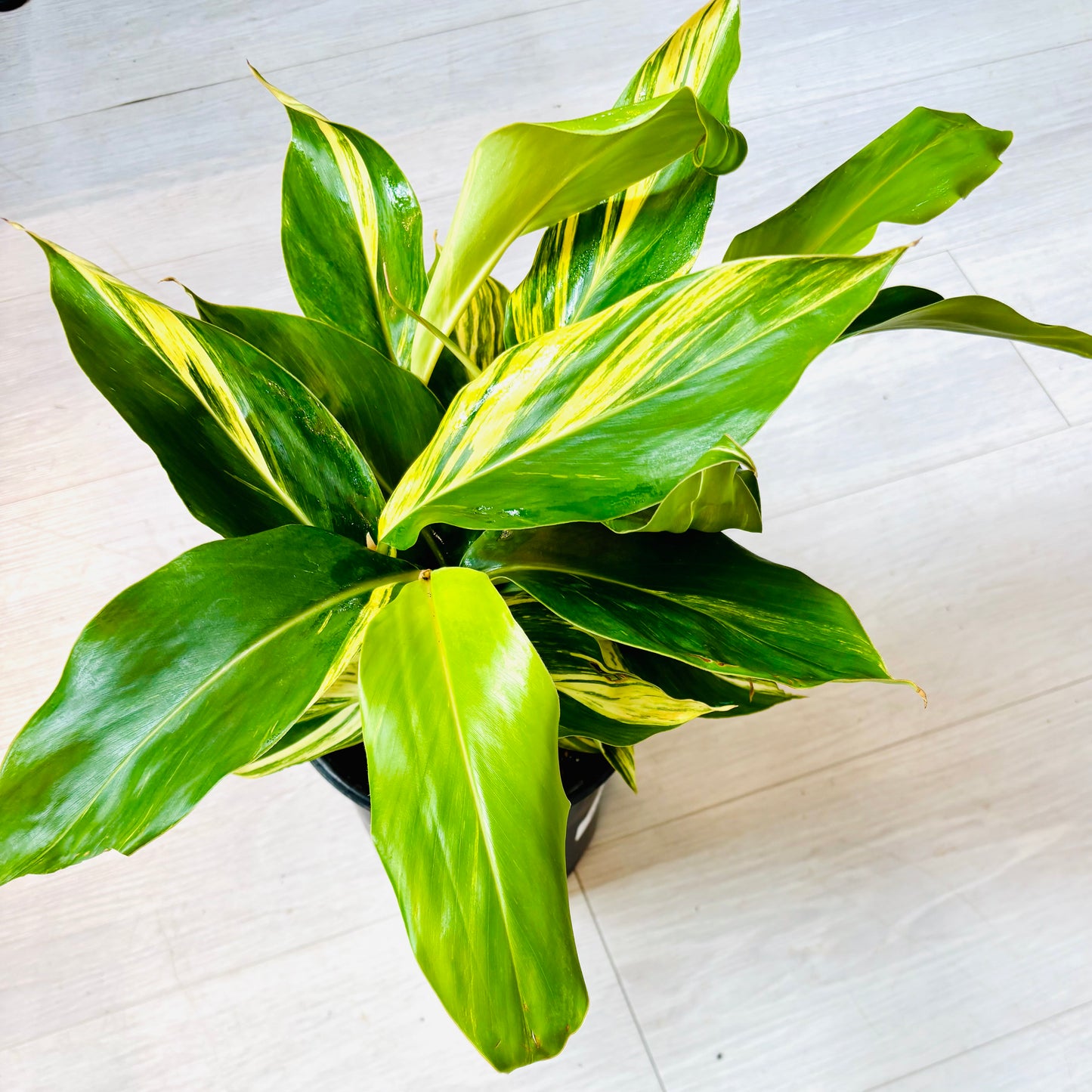 Variegated Ginger
